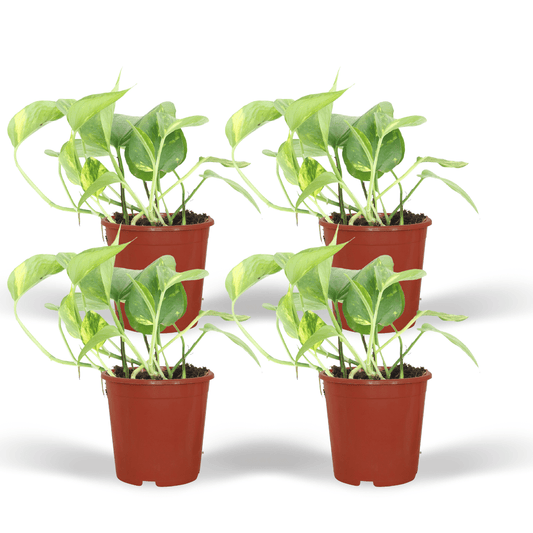 Epipremnum Aureum (Scindapsus) - 4 Stücke - Ø12cm - ↕20cm - Pflanzfix24.de - Pflanzfix24.de