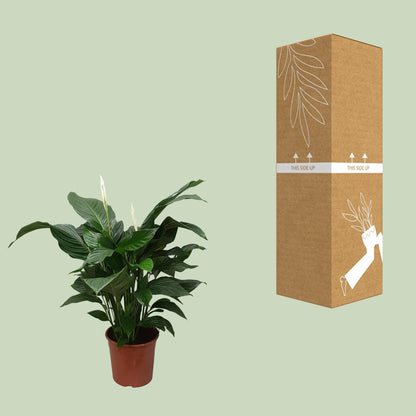 Spathiphyllum Sweet Silvana Ø24cm – elegante Friedenslilie | pflanzfix24.de - Pflanzfix24.de