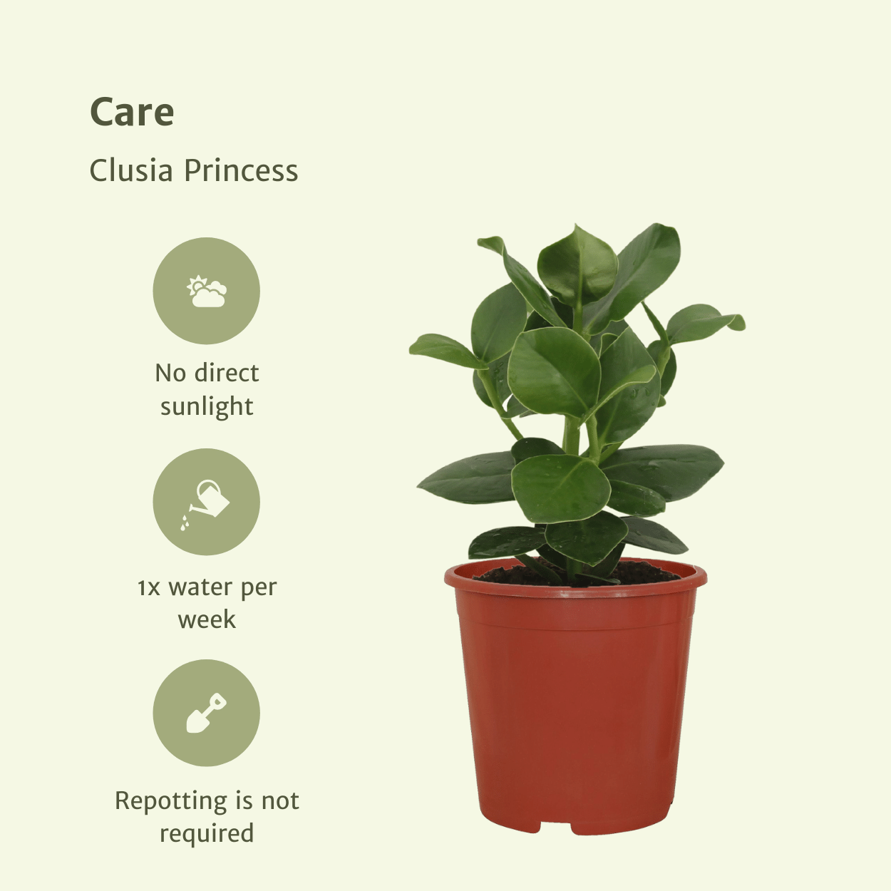 Clusia Princess (Signaturbaum) - 2 Stücke - Ø12cm - ↕15cm - Pflanzfix24.de - Pflanzfix24.de