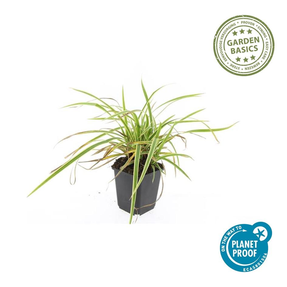 24x Carex morrowii 'Aureovariegata' - Pflanzfix24