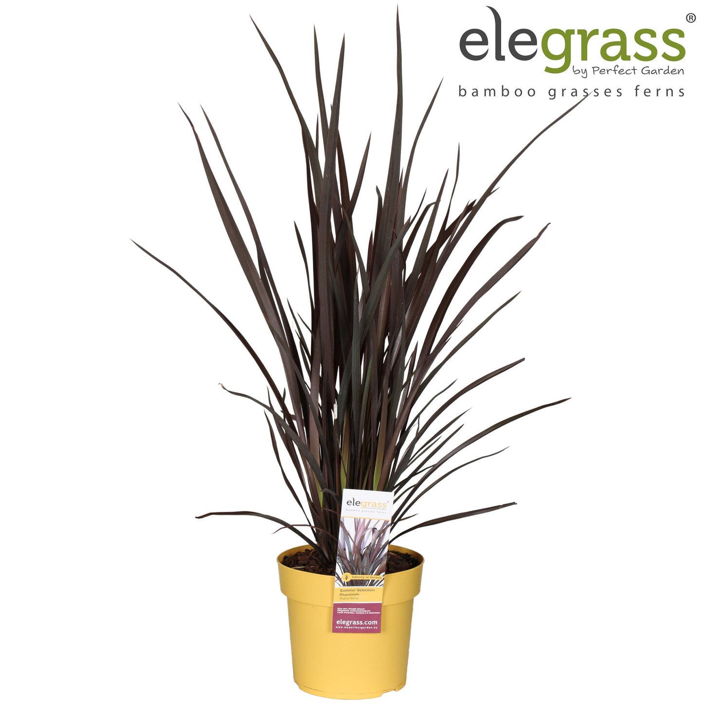 Phormium Rubra Nana Ø19 cm – Pflanzfix24