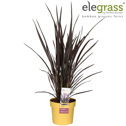 Phormium Rubra Nana Ø19 cm – Pflanzfix24