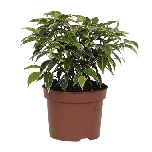 Ficus Benjamina Kinky - Ø12cm - ↕20cm bei Pflanzfix24