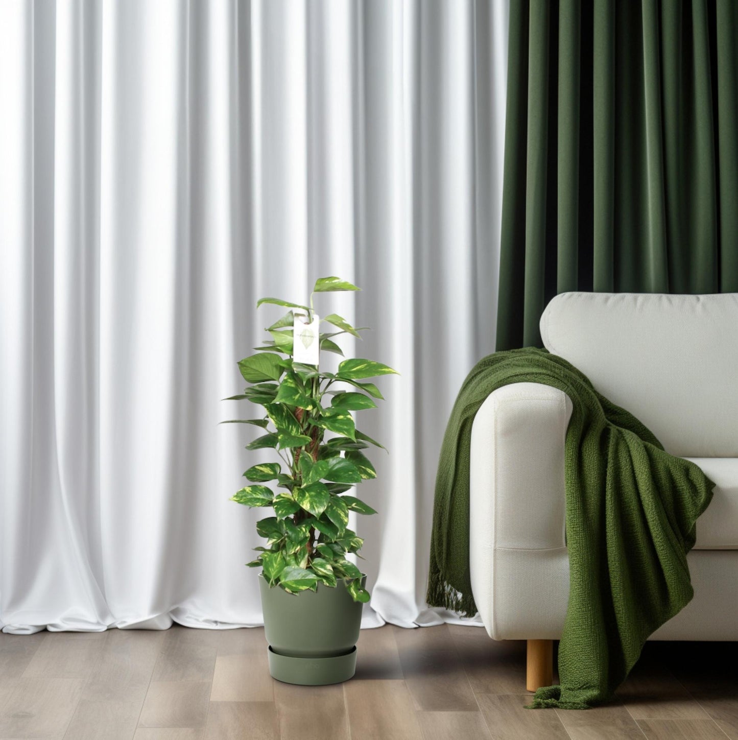 Epipremnum Pinnatum Mosstok 80cm Scindapsus - Pflanzfix24