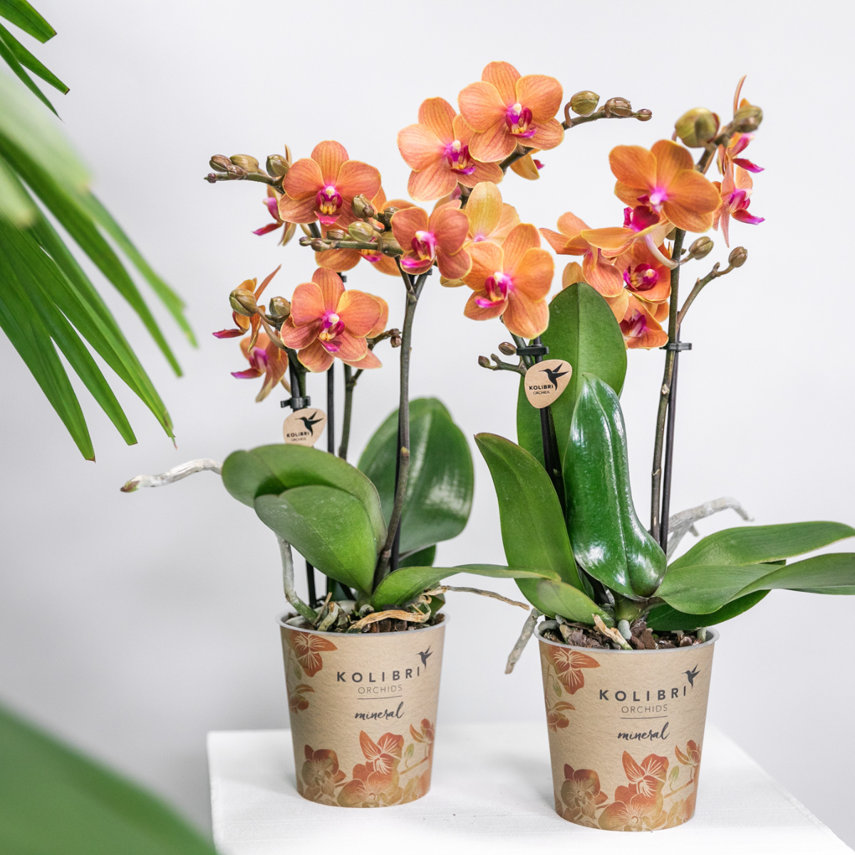 2er Set Phalaenopsis Bozen Orange Ø9cm – Pflanzfix24.de - Pflanzfix24.de