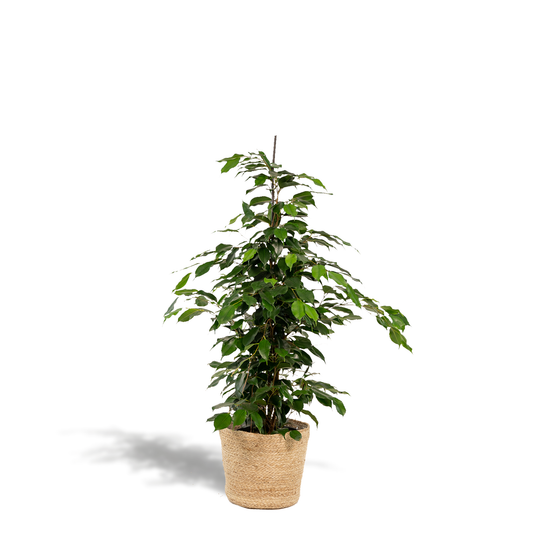 Ficus Benjamina Danielle - Ø21cm - ↕95cm + Korb Selin - Pflanzfix24