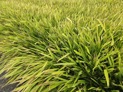 12x Hakonechloa macra – Japanisches Waldgras, winterhart | Pflanzfix24.de - Pflanzfix24.de