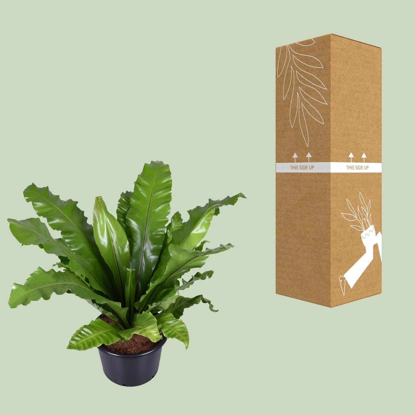 Asplenium Nidus - Nestfarn - Ø37cm - ↕85cm - Pflanzfix24