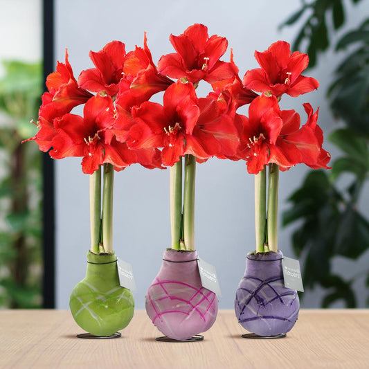 No Water Flowers® Waxz® Art Monet Mix (3er Pack) + Rote Blume - Pflanzfix24