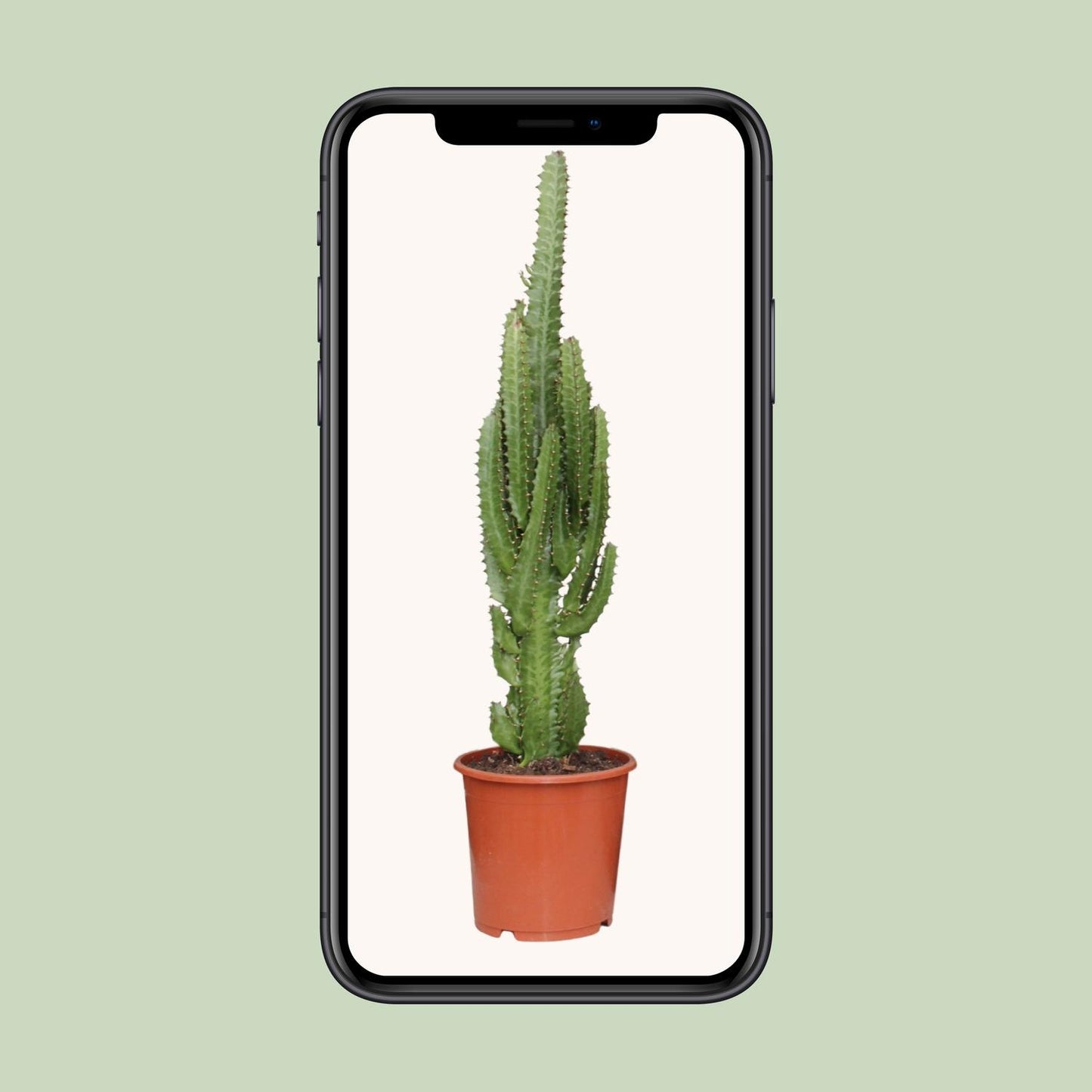 Euphorbia Trigona - Ø17cm - ↕70cm - pflanzfix24