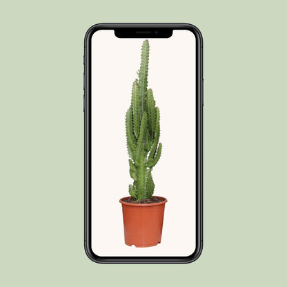 Euphorbia Trigona - Ø17cm - ↕70cm - pflanzfix24