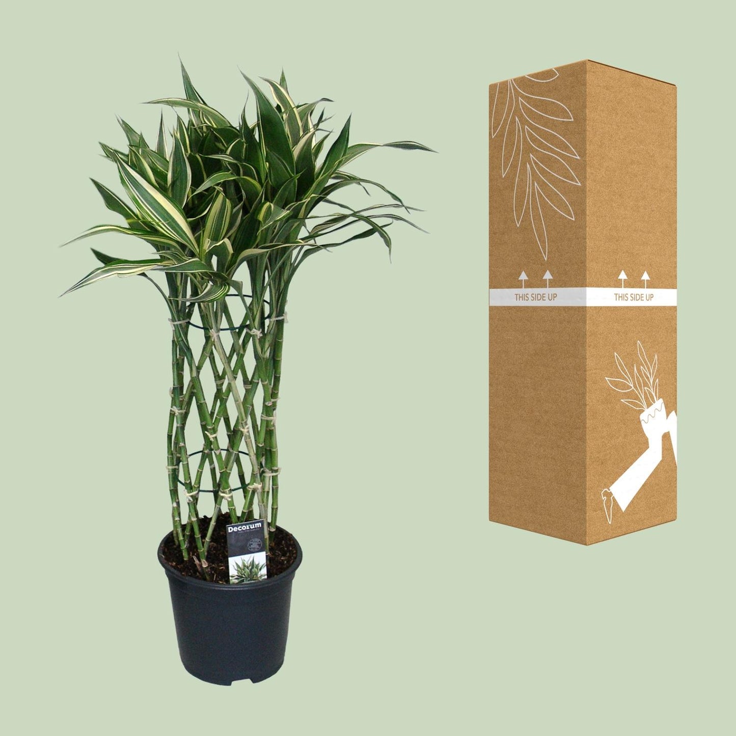 Dracaena Godsefiana - Ø19cm - ↕75cm - Pflanzfix24