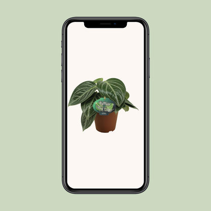 Peperomia Sarcophylla Ø15cm – Pflegeleicht | Pflanzfix24.de - Pflanzfix24.de