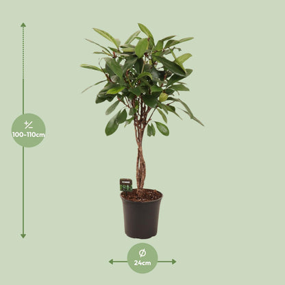 Ficus Cyathistipula - Ø24cm - ↕110cm bei Pflanzfix24