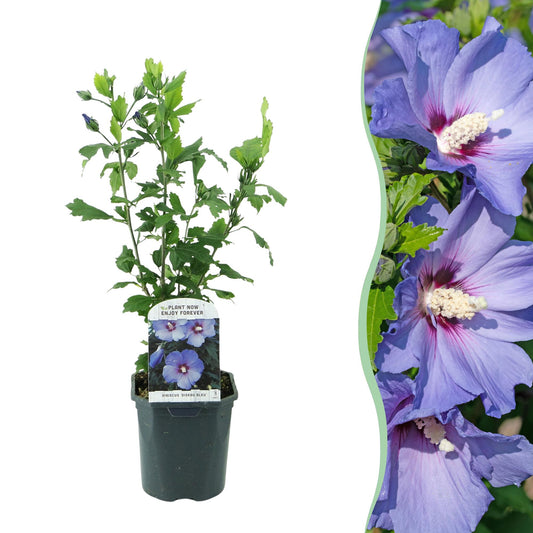 Pflanzfix24.de - Hibiscus syriacus Oiseau Blue - 1 Pflanze - Blüte Blau - Topf 17cm - Pflanzfix24.de