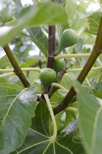 Ficus Gustissimo Perretta - Ø13 - ↨45cm - Pflanzfix24