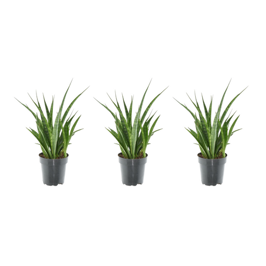 3x Sansevieria Kirkii - 38 cm - ø12 - Pflanzfix24.de - Pflanzfix24.de