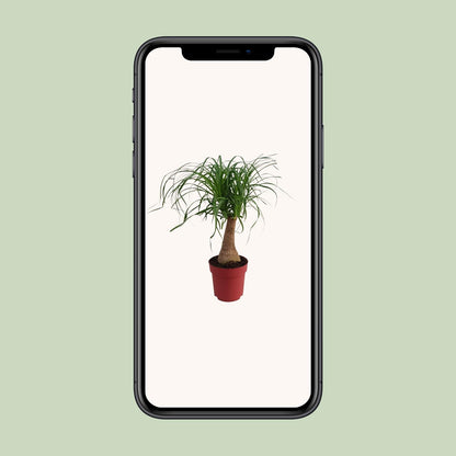 Beaucarnea 'Maya Palm' Stam P19 - Ø19cm - ↕70cm - Pflanzfix24