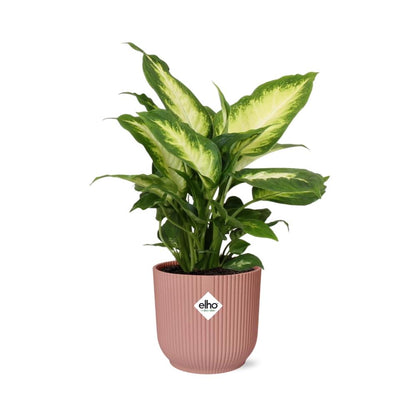 Dieffenbachia 'Camilla' in ELHO Vibes Fold 14cm roze - Pflanzfix24