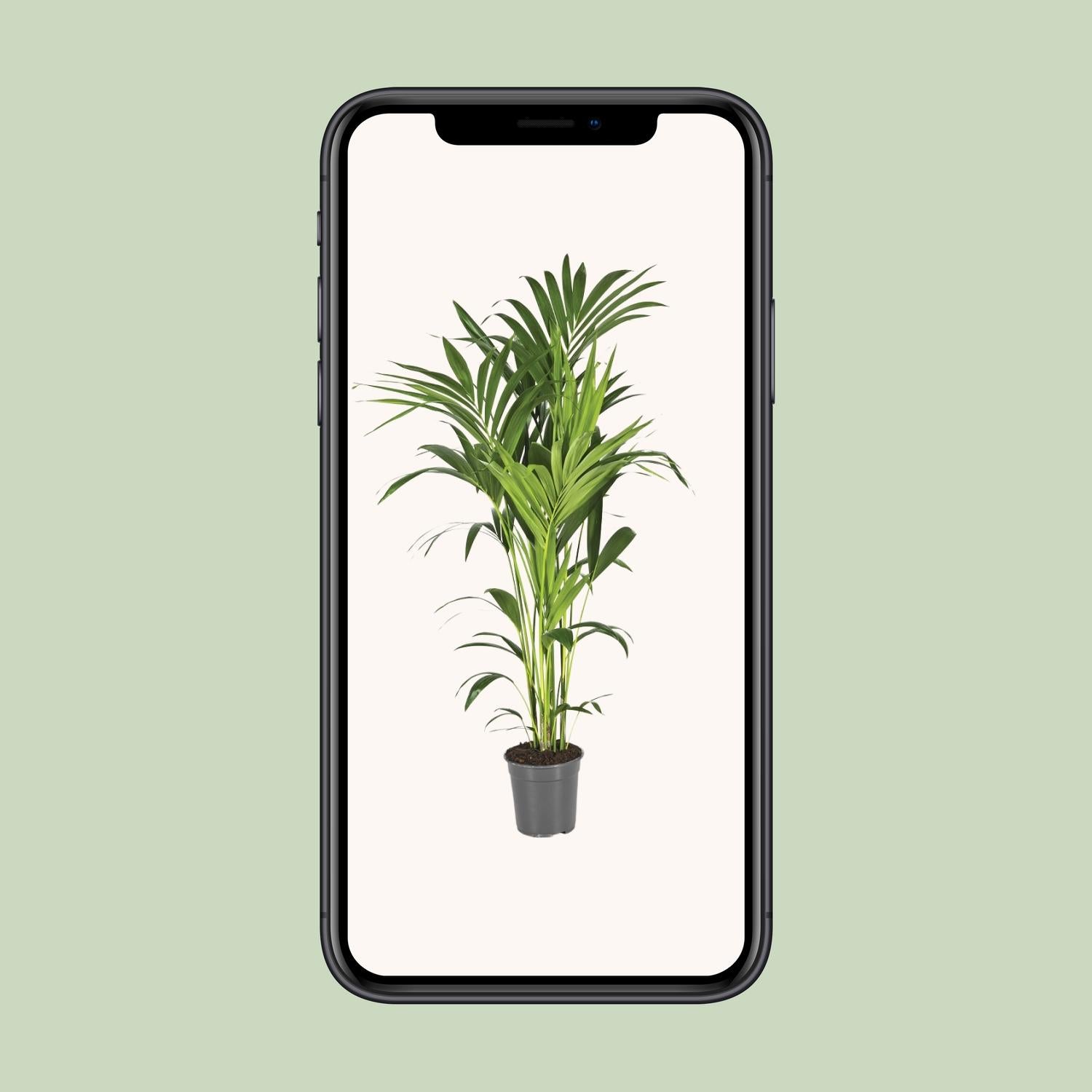 Kentia-Palme - Howea Forsteriana - Ø21cm - ↕130cm - Pflanzfix24.de - Pflanzfix24.de