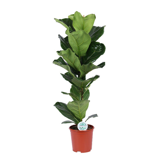 Ficus Lyrata - Ø21cm - ↕90cm - Pflanzfix24