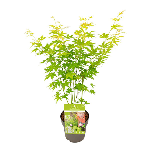 Acer palmatum Going Green - Ø15cm - ↕30cm - Pflanzfix24.de - Pflanzfix24.de