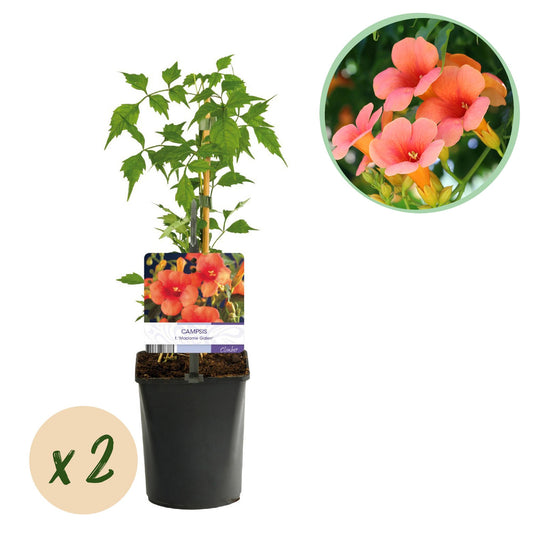 Pflanzfix24.de - Trompetblume Madame Galen - 2 Pflanzen - Pflanzfix24.de