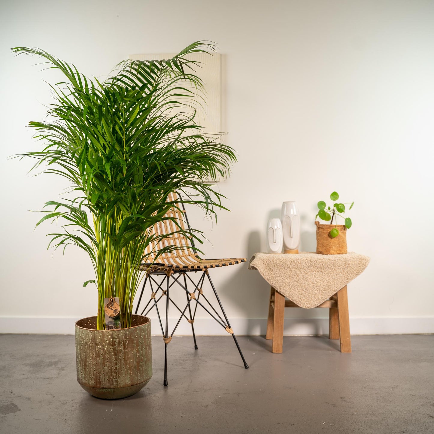 Areca-Palme mit Topf - ↨130cm - Ø24cm von Pflanzfix24.de - Pflanzfix24.de