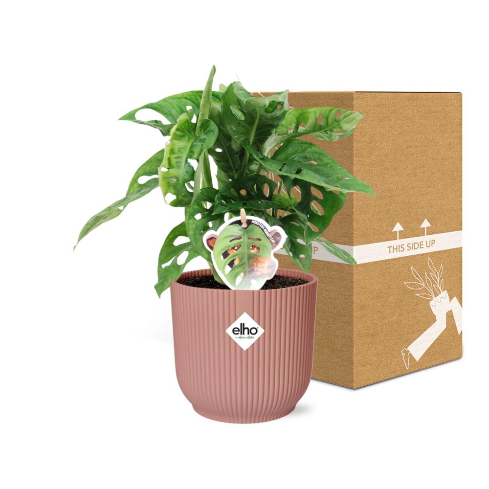 Monstera ‚Monkey Leaf‘ im ELHO Fold 14cm Topf rosa | Pflanzfix24