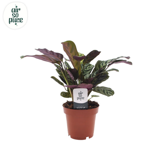 Ctenanthe Burle Marxii - Ø12cm - ↕30cm bei Pflanzfix24