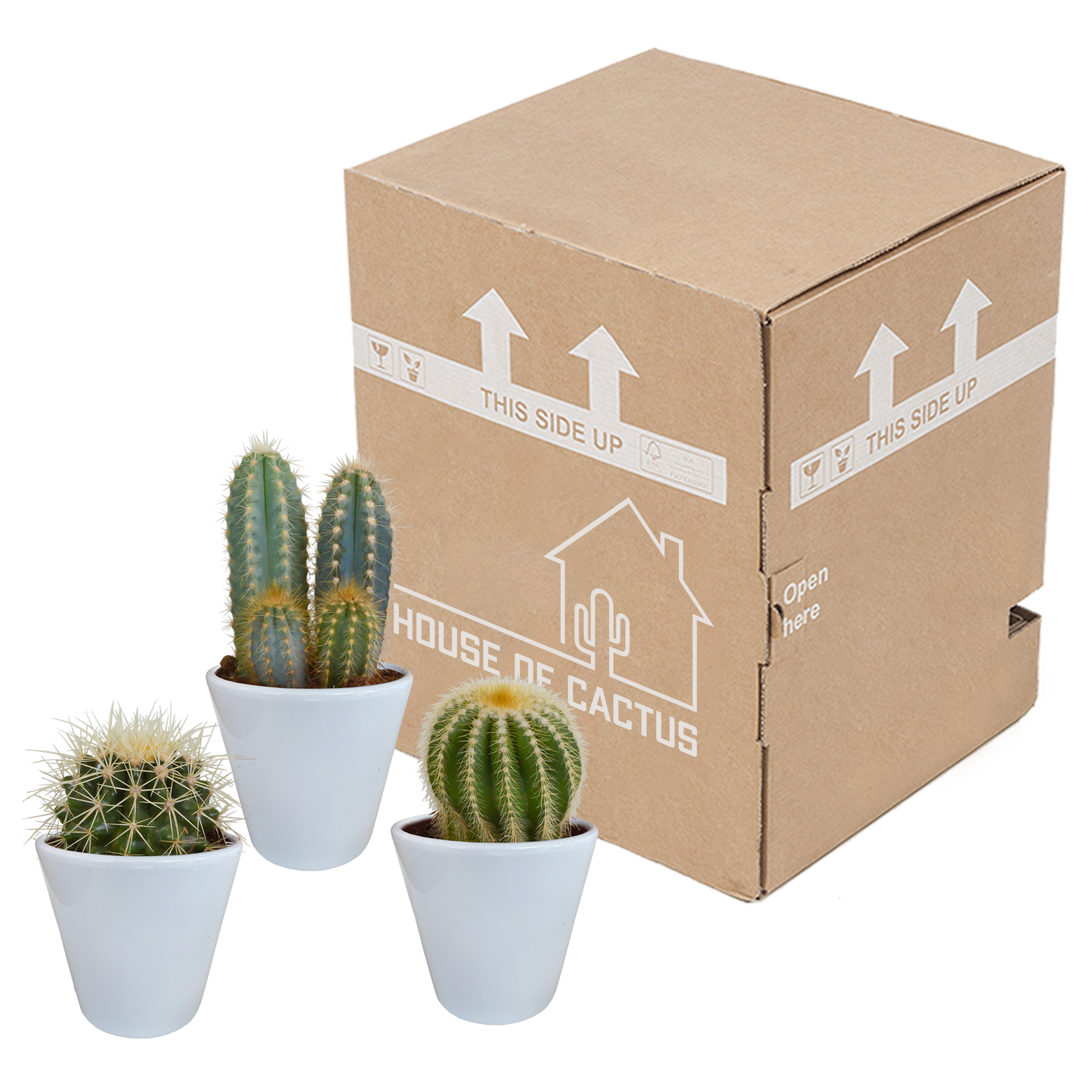 Kakteenmischung 8,5 cm - 3x - in witte pot von Pflanzfix24.de - Pflanzfix24.de