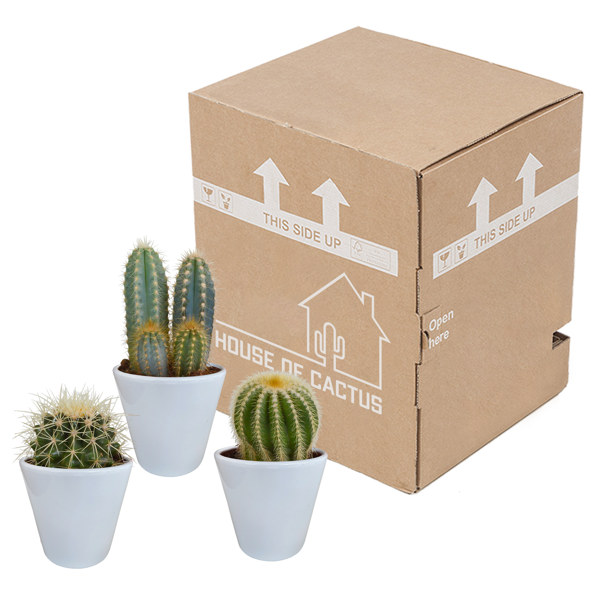 Kakteenmischung 8,5 cm - 3x - in witte pot von Pflanzfix24.de - Pflanzfix24.de
