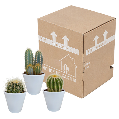 Kakteenmischung 8,5 cm - 3x - in witte pot von Pflanzfix24.de - Pflanzfix24.de
