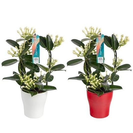 Stephanotis 7-8 Tros Boog Keramiek Anna Rood/Wit - 2 stuks - Ø13cm - ↕45cm - Pflanzfix24
