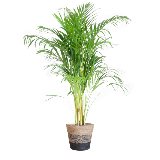Areca Palm (Dypsis) mit Lissabon-Korb Schwarz - 100cm - Ø21 - Pflanzfix24