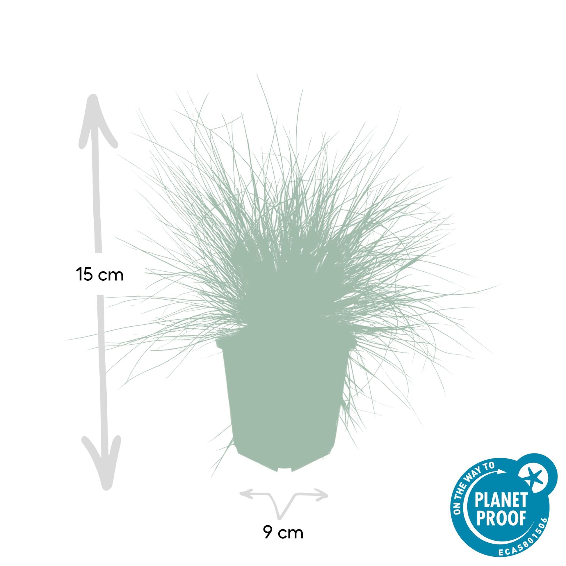 20x Festuca glauca 'Elijah Bleu' von Pflanzfix24.de - ↕10-25cm - Ø9cm - Pflanzfix24.de