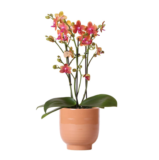 Orange duftende Phalaenopsis-Orchidee im cognacfarbenen Stripe-Ziertopf - Pflanzfix24