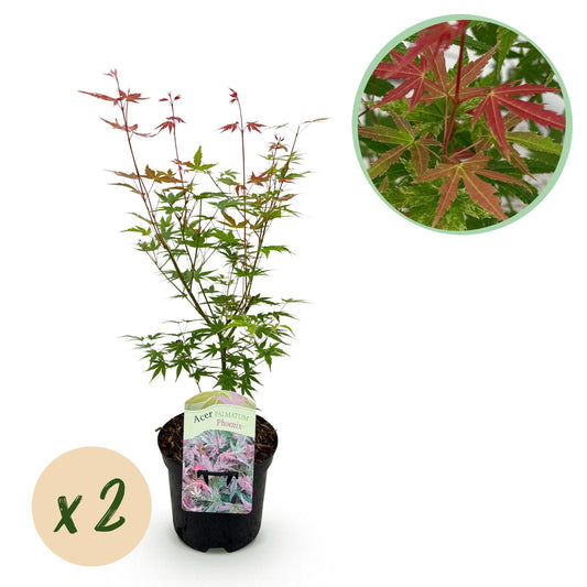 Japanischer Ahorn - Acer palmatum Phoenix - Rosa - 2 Pflanzen - Topf 19cm - Pflanzfix24.de - Pflanzfix24.de