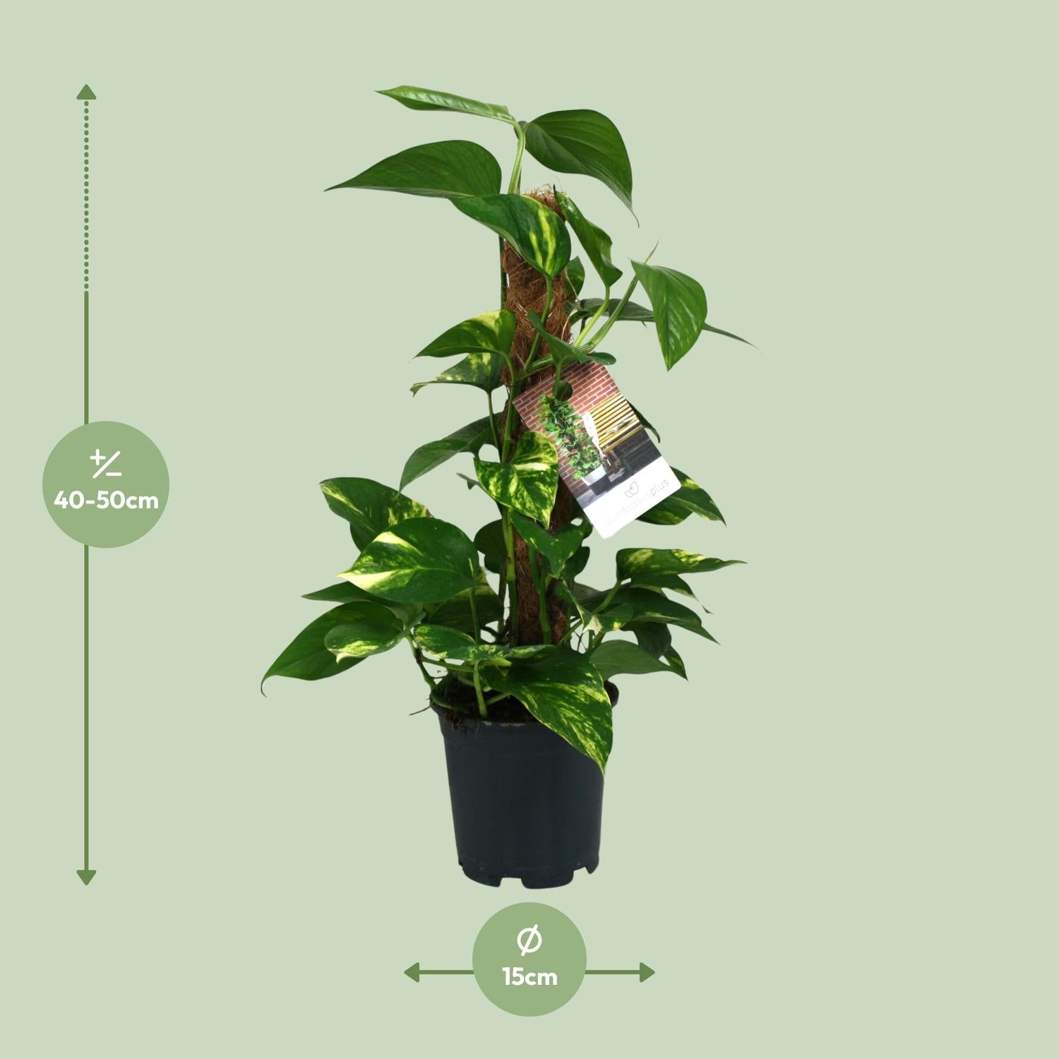 Scindapsus Epipremnum 50cm – Ø15cm Topf – Pflanzfix24.de - Pflanzfix24.de