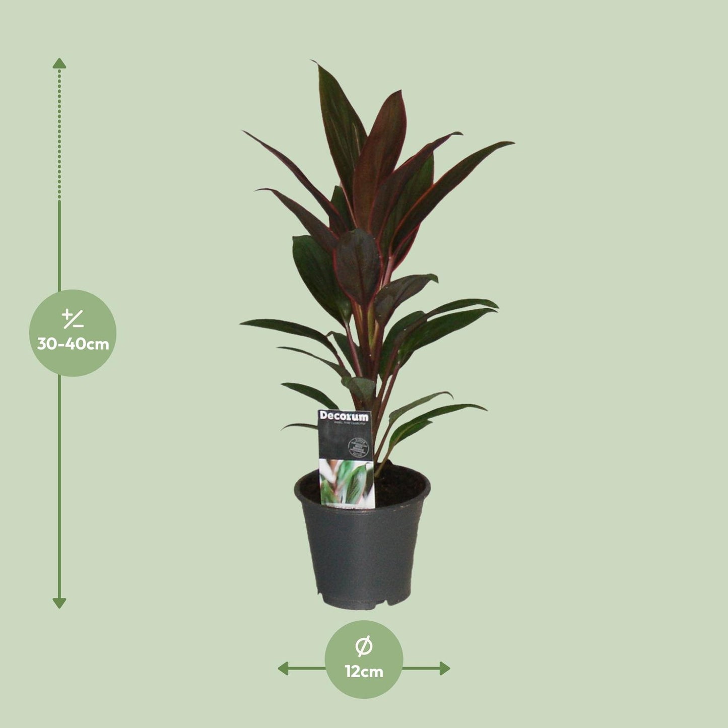 Cordyline Rumba - Ø12cm - ↕40cm - Pflanzfix24