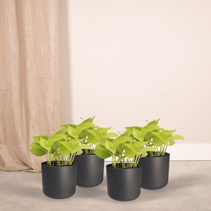 Epipremnum Golden Pothos (Scindapsus) - 4 Stücke - Ø12cm - Pflanzfix24.de - Pflanzfix24.de