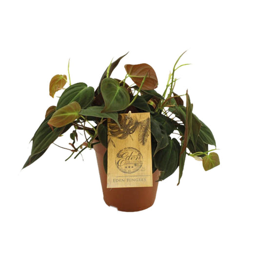 Philodendron Micans - Ø15cm - ↕40cm bei Pflanzfix24