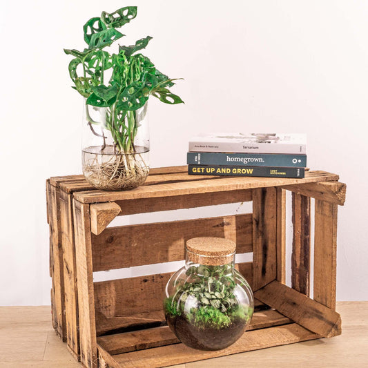 Monstera in vaas DIY-pakket - Hydroponie | Pflanzfix24