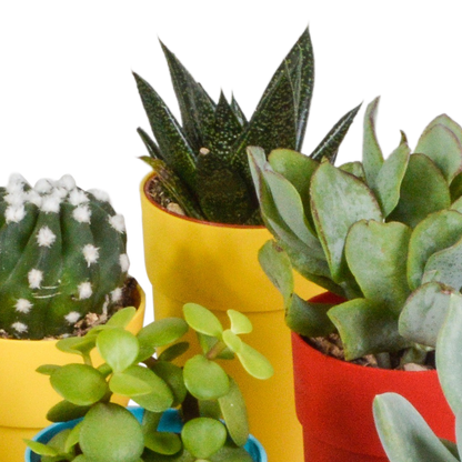 Cactus en vetplanten Mischung 5,5 cm | 15 stück - in gekleurde plasticpot - Pflanzfix24.de - Pflanzfix24.de