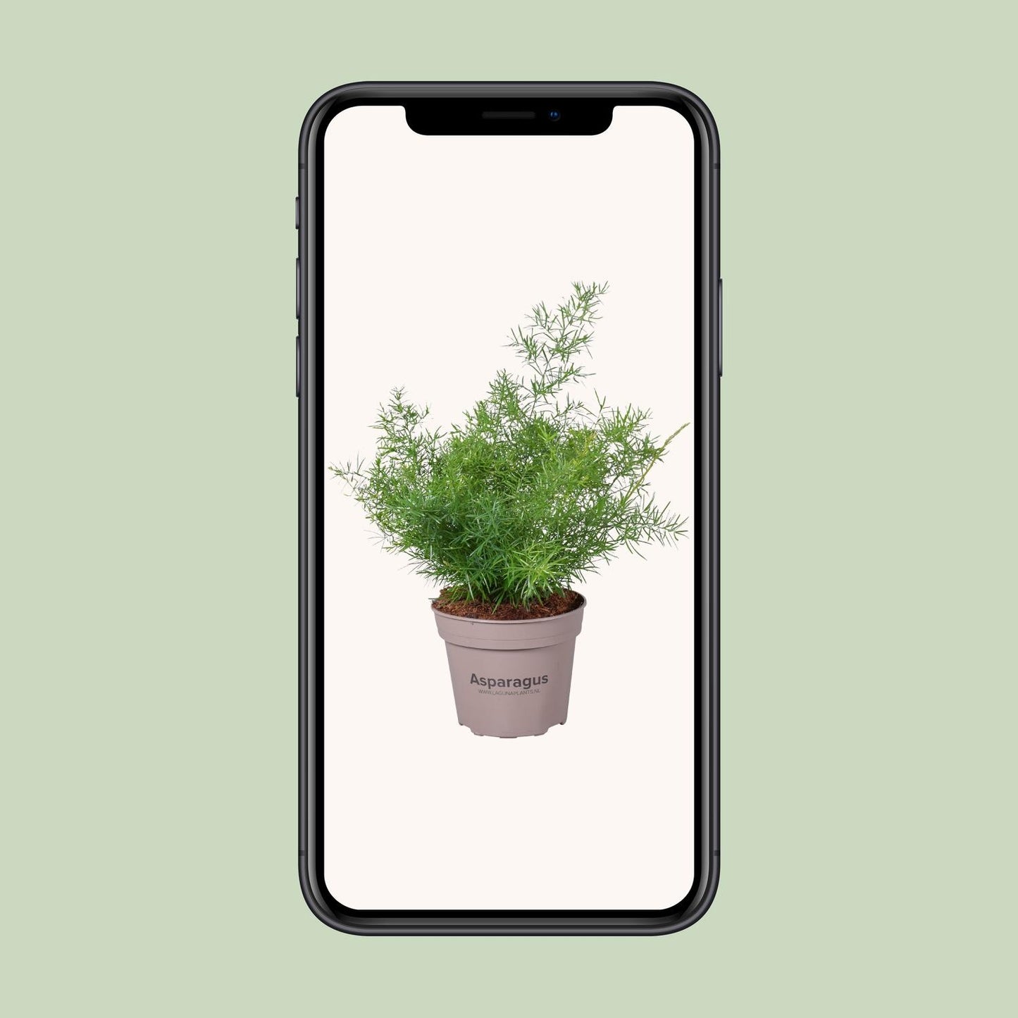 Asparagus Sprengeri - Ø15cm - ↕45cm bei Pflanzfix24