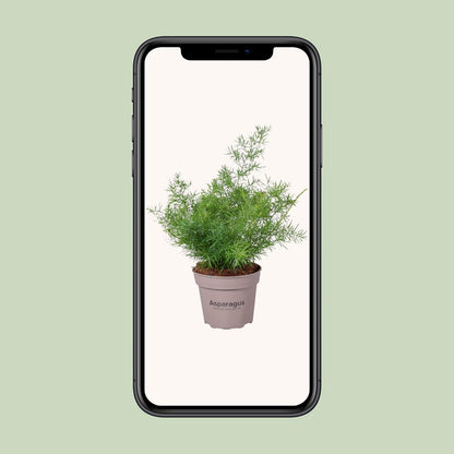 Asparagus Sprengeri - Ø15cm - ↕45cm bei Pflanzfix24