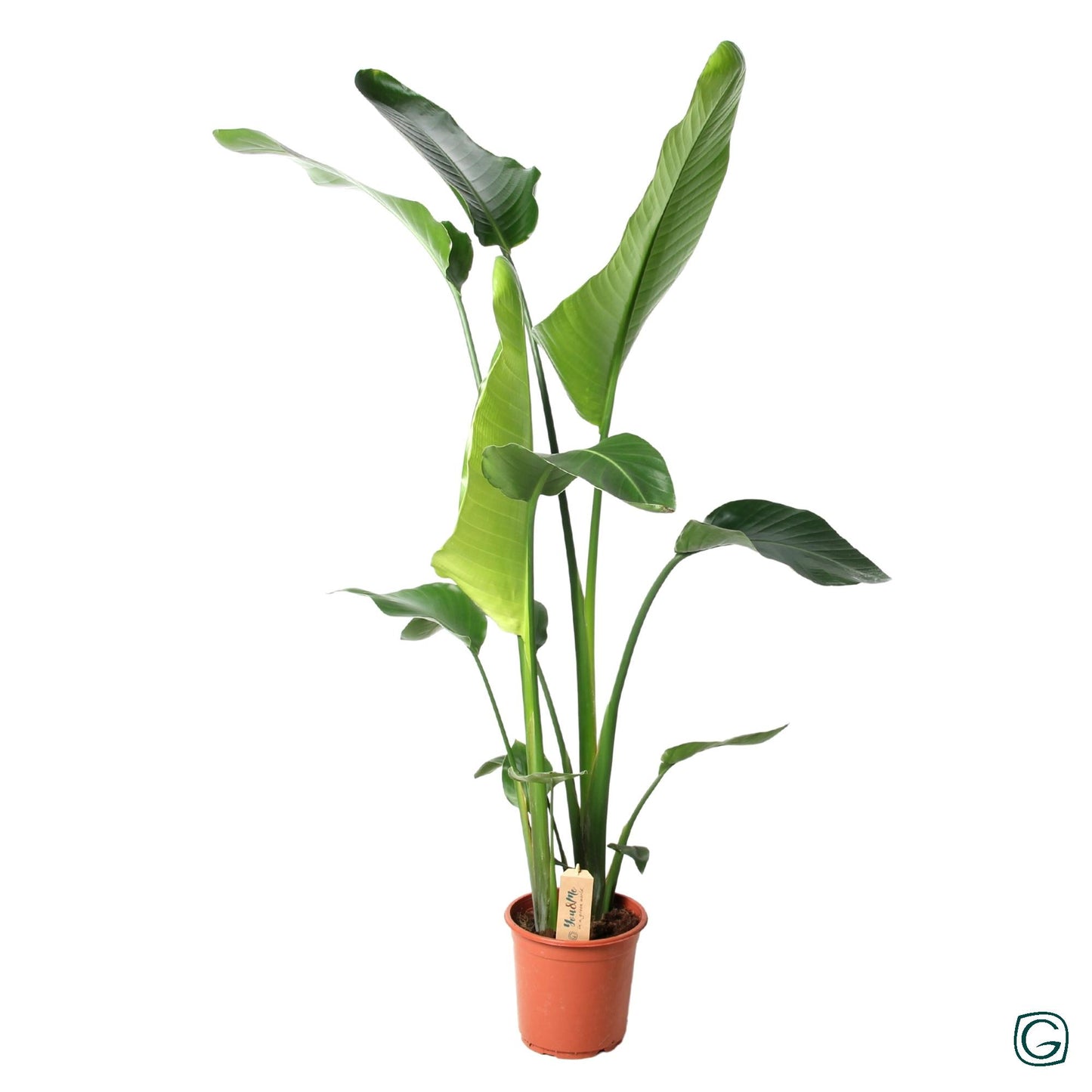 Strelitzia Nicolai 100 cm - Paradiesvogelblume Ø21 cm | Pflanzfix24