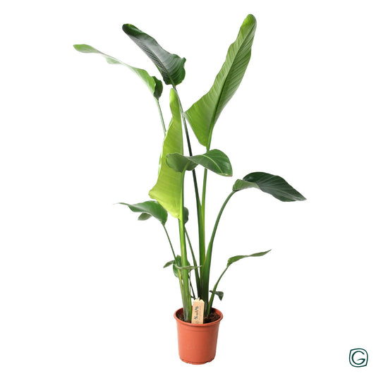 Strelitzia Nicolai 100 cm - Paradiesvogelblume Ø21 cm | Pflanzfix24