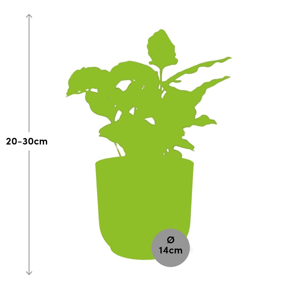 Coffea Arabica in ELHO Vibes Fold 14cm geel - Pflanzfix24