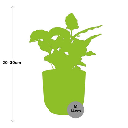 Coffea Arabica in ELHO Vibes Fold 14cm geel - Pflanzfix24